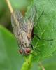 Helina evecta